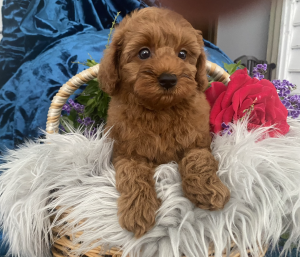 Boy Cavoodle for sale